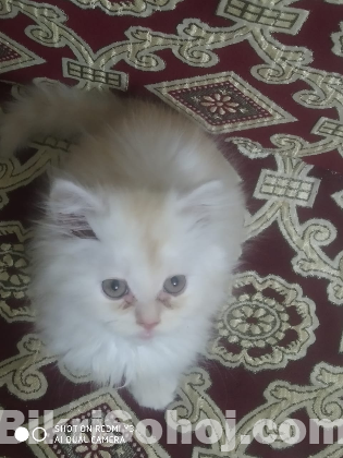 Persian Cat আপনার ঘরে ভালোবাসার এক নরম পার্শিয়ান ক্যাট